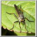 Neoitamus sp - Raubfliege m01b.jpg